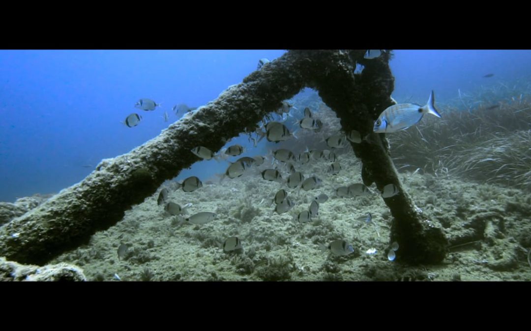 Underwater View